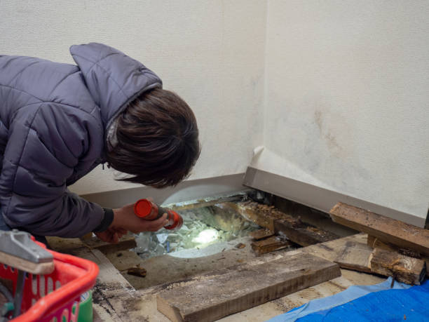 Reliable Blue Springs, MO Mold Removal Solutions