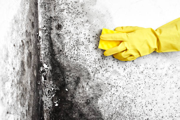 Mold Removal for HVAC Installations in Blue Springs, MO